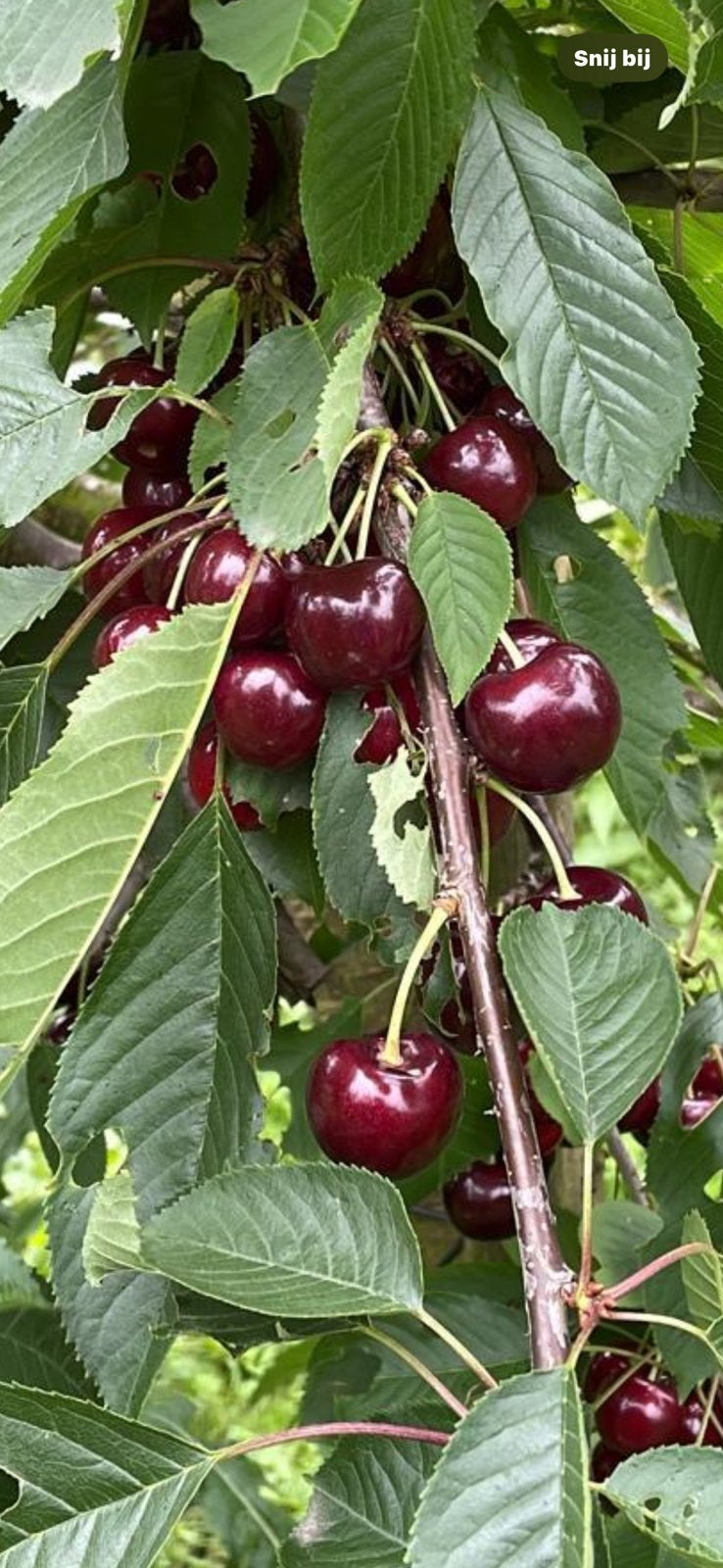 Heerlijke zoete kersen uit eigen tuin., Ophalen, Appelboom, Lente