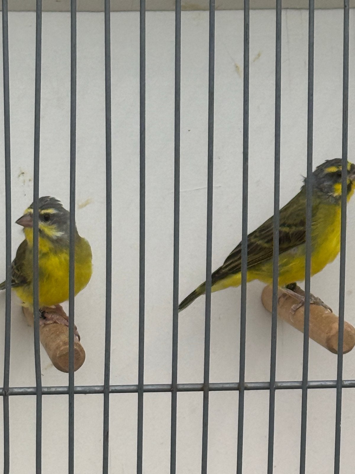 Koppel Mozambique sijsje, Dieren en Toebehoren, Meerdere dieren, Tropenvogel, Geringd