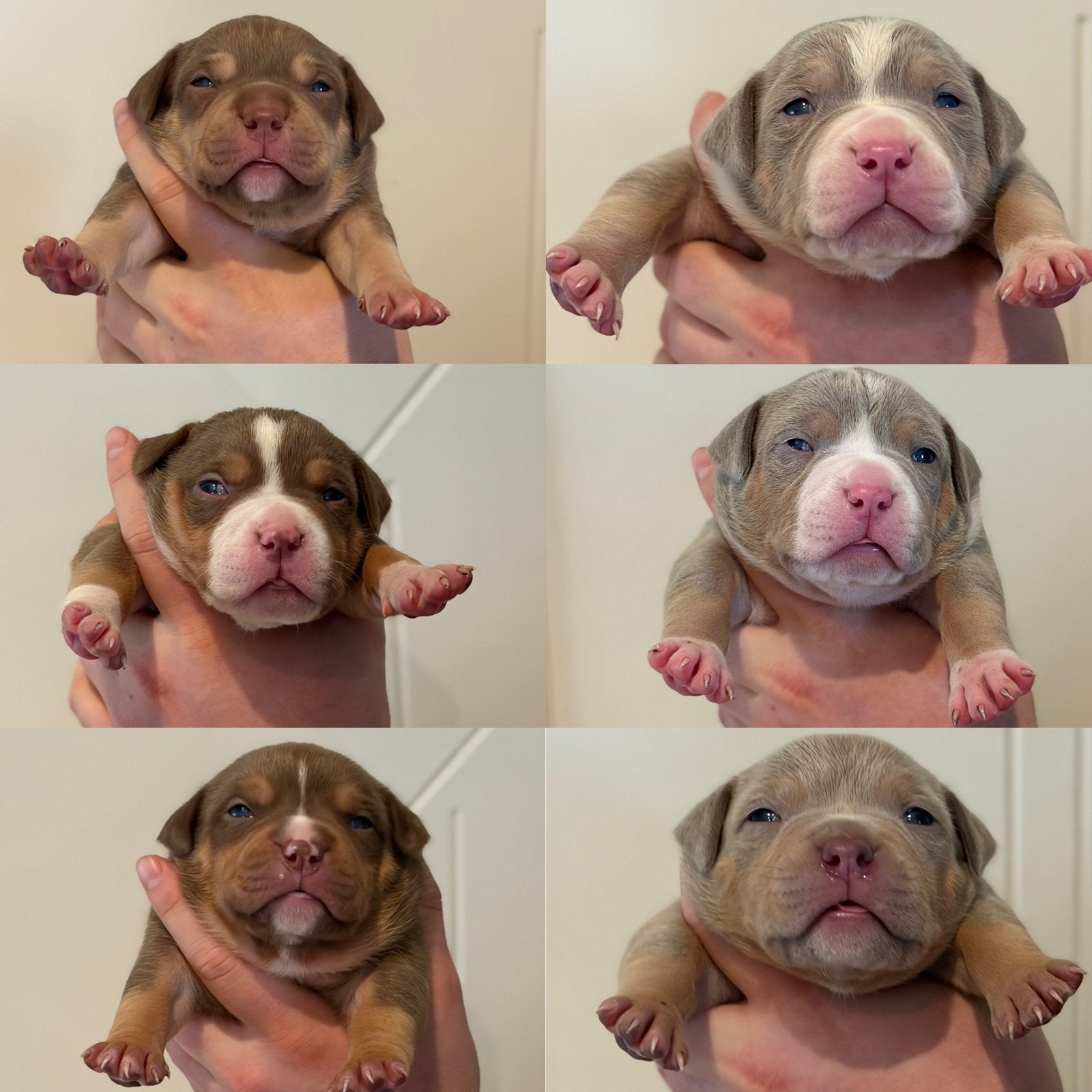 American Bully (XL) pups, Dieren en Toebehoren, België, Particulier, Overige rassen, 8 tot 15 weken