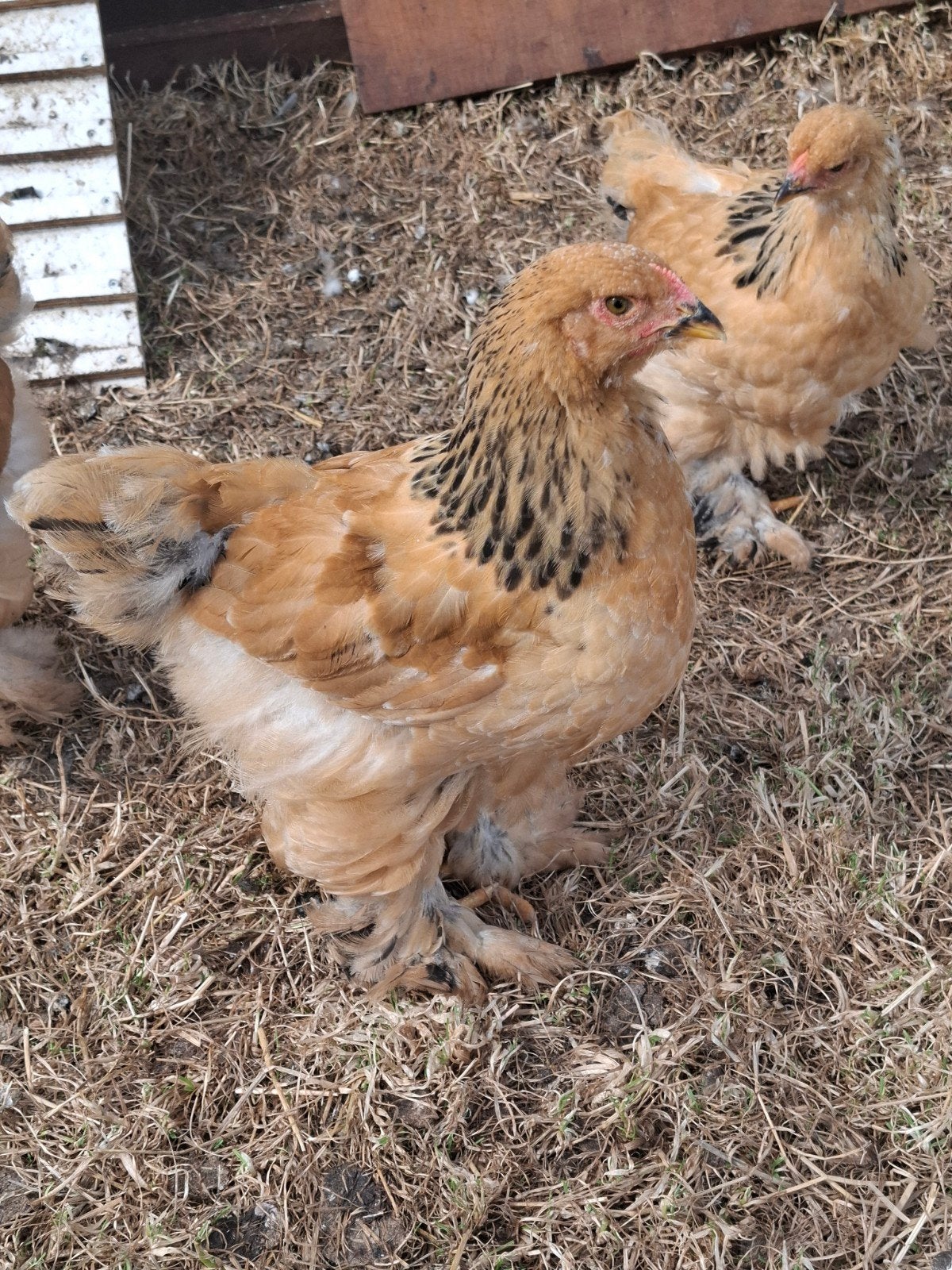 brahma hanen, Dieren en Toebehoren, Pluimvee, Mannelijk, Kip