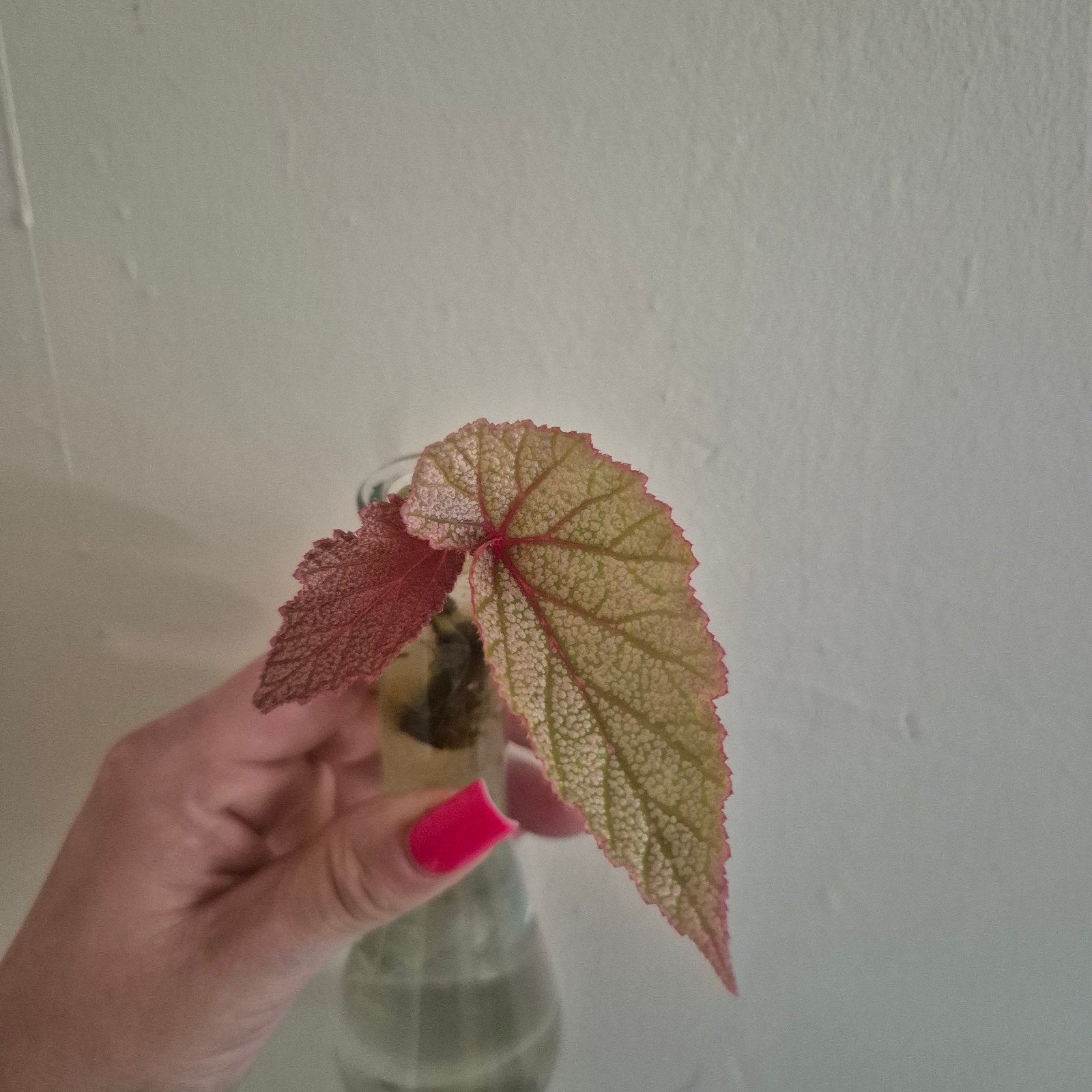 Begonia sinbad (sunstressd), Ophalen of Verzenden, Halfschaduw, Minder dan 100 cm