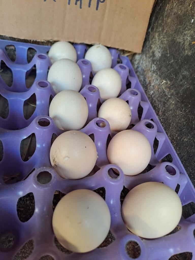 Broedeieren ayam ketawa lachhaan, Dieren en Toebehoren, Geslacht onbekend, Kip