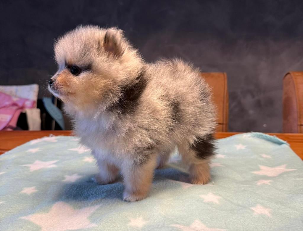 Pomeranian pomeriaan puppy’s pups blue merle, Parvo, Keeshond, 8 tot 15 weken, Meerdere