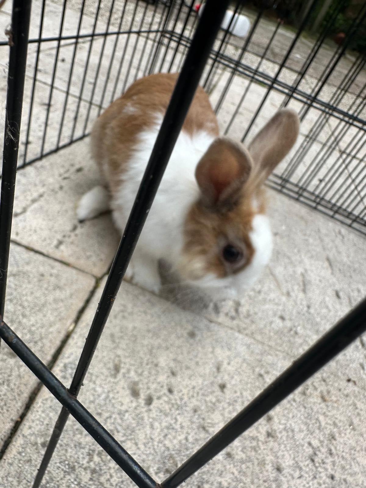 Gratis, Dieren en Toebehoren, Mannelijk