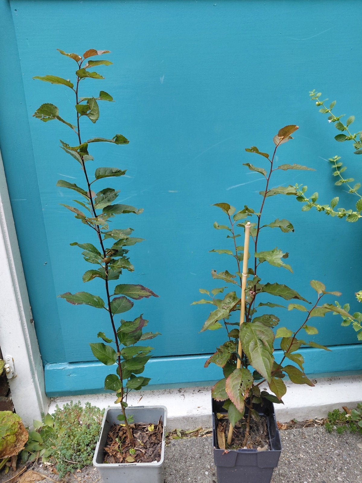 Kersenpruim rood en geel, Ophalen, Minder dan 100 cm, Overige soorten, Zomer