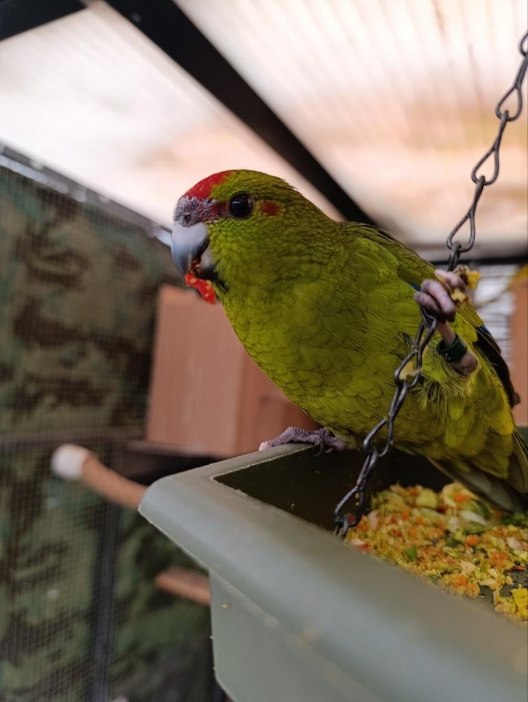 Kakariki, Dieren en Toebehoren, Mannelijk, Parkiet, Geringd