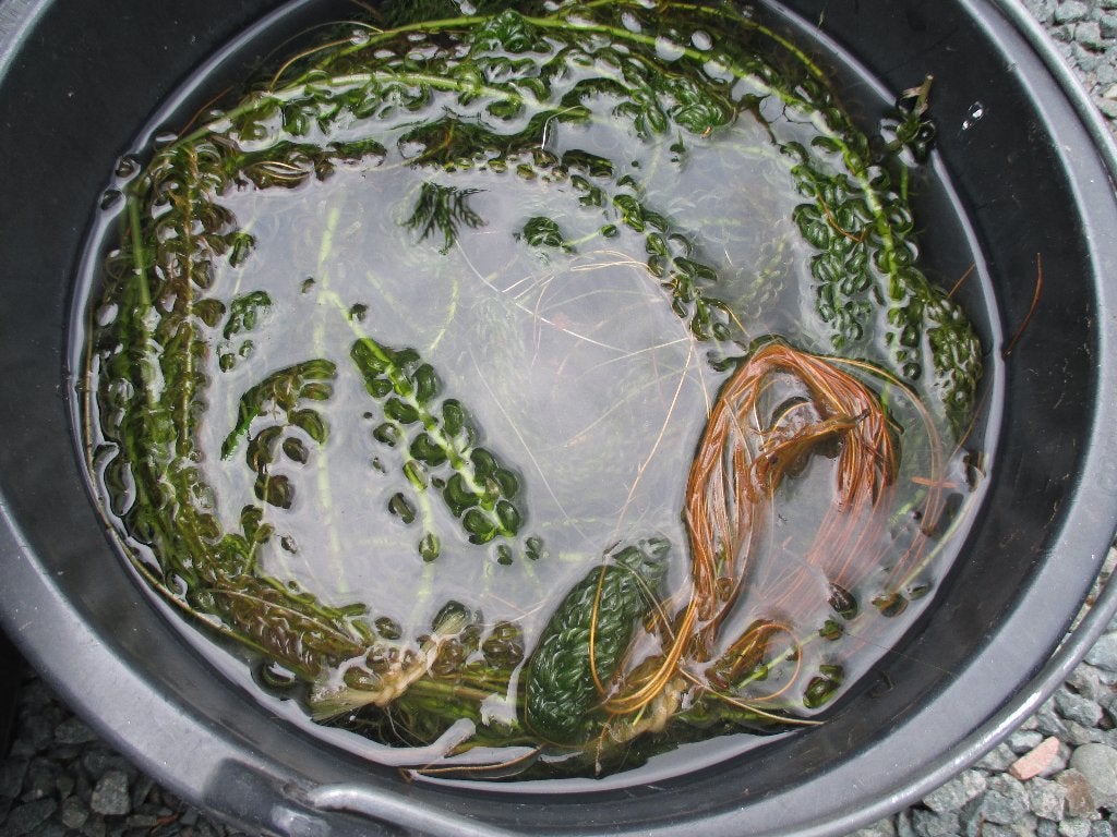 Waterpest voor vijvers en aquarium., Ophalen