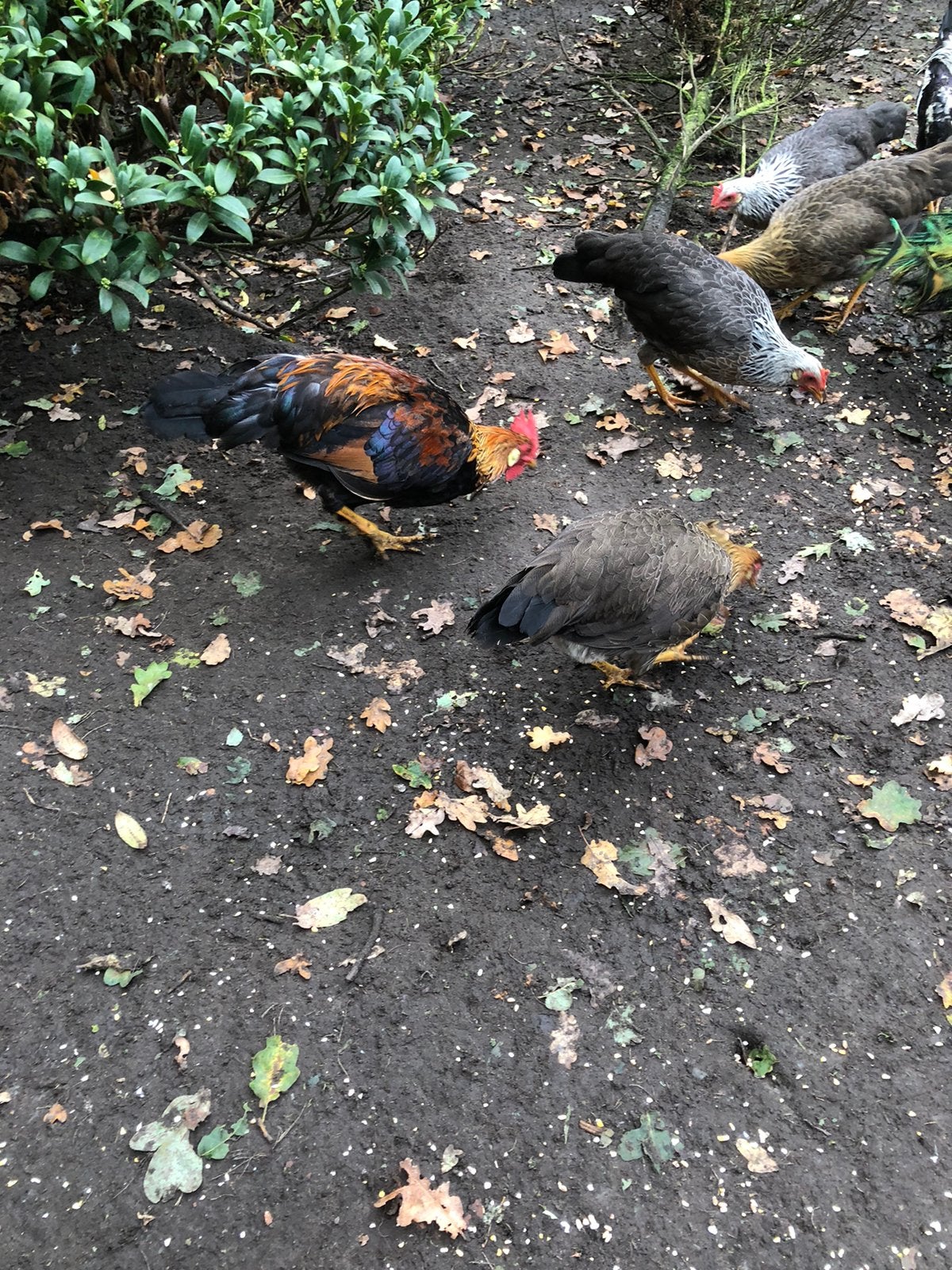 Te koop: leghorn patrijs en zilverpatrijs, Meerdere dieren, Kip