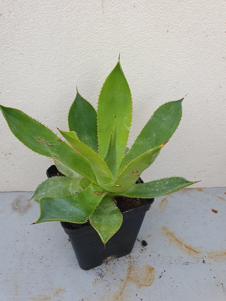 Agave mitis (celsii), Ophalen of Verzenden, Bloeit niet, Overige soorten, Volle zon