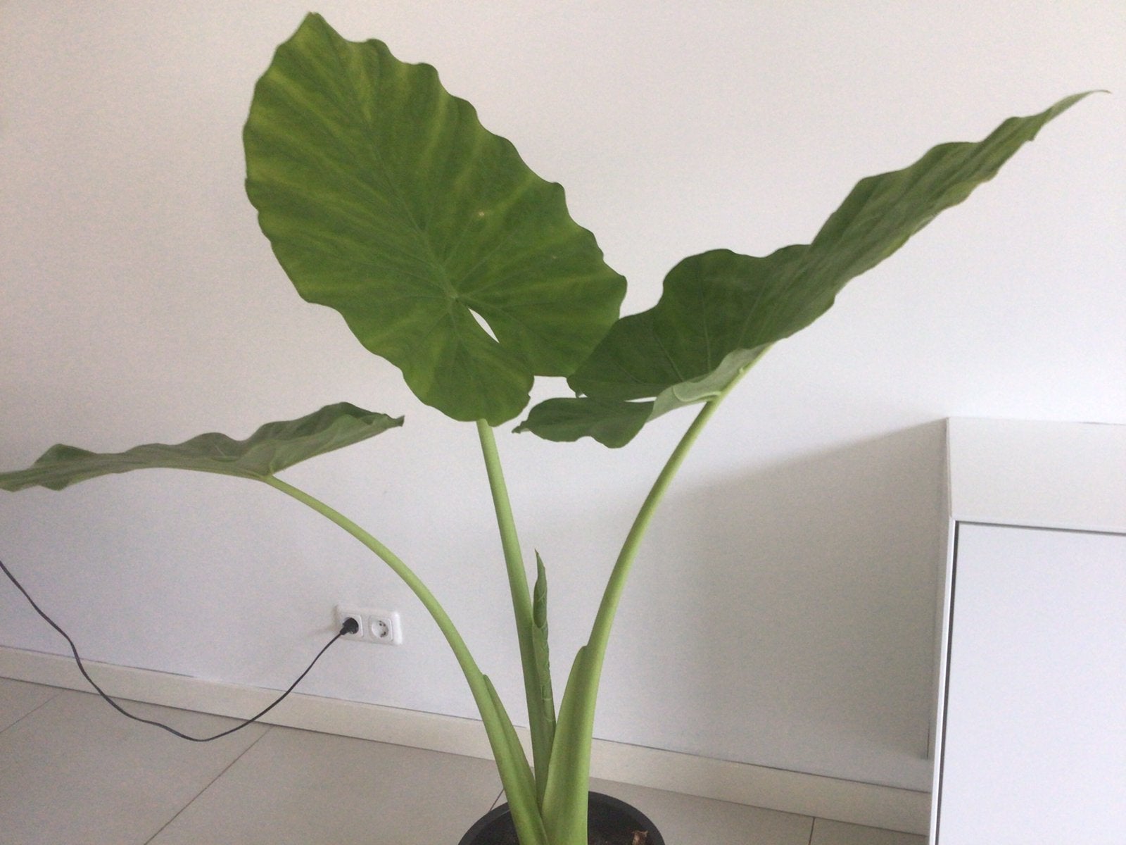 Alocasia, Huis en Inrichting, Ophalen, Halfschaduw, Minder dan 100 cm