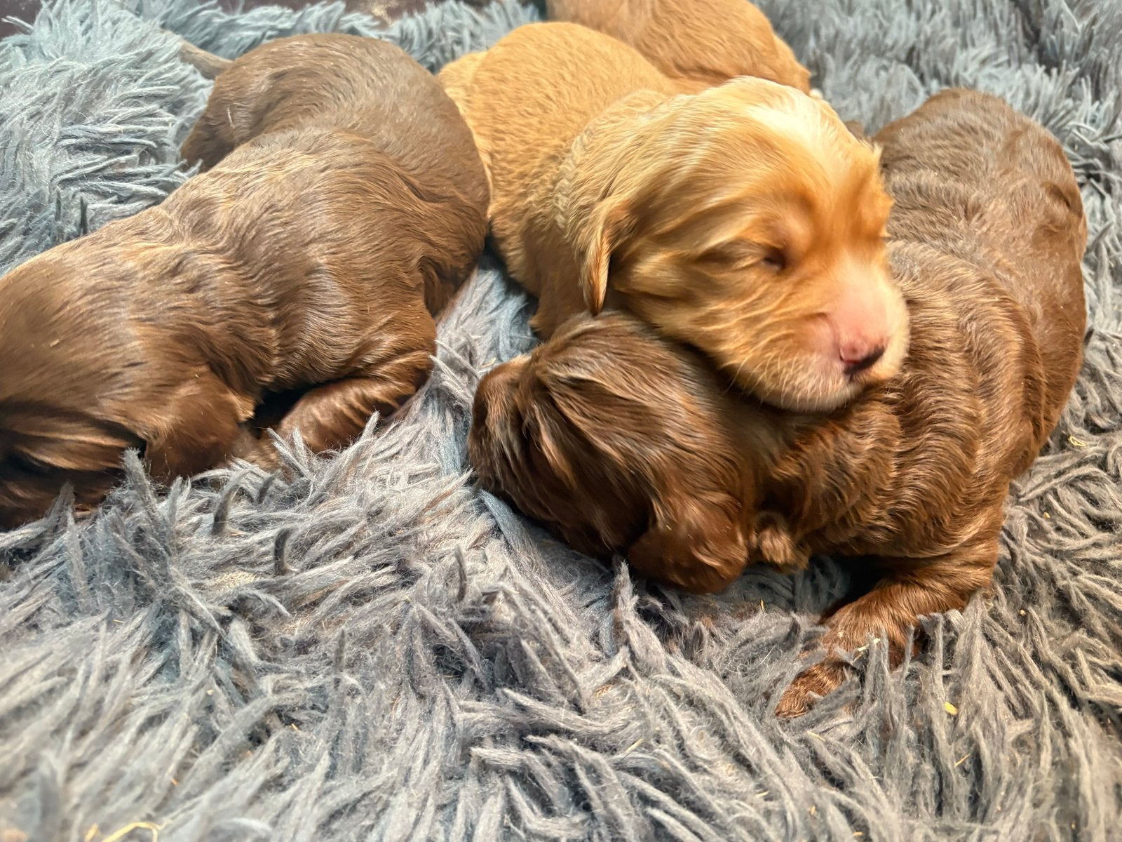 Labradoodle x austrailin doodle pups, Dieren en Toebehoren, Reu, 8 tot 15 weken, Parvo, Meerdere