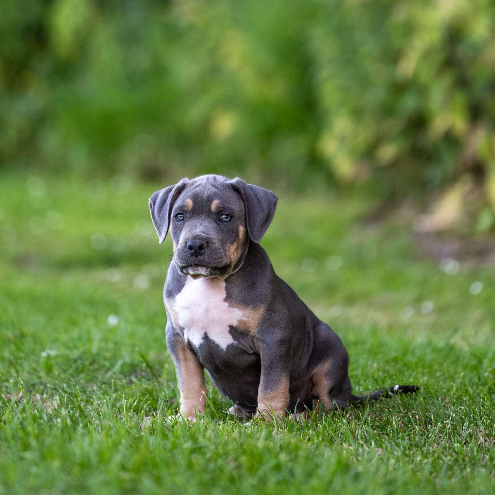 American Bully XL, Parvo, Overige rassen, 8 tot 15 weken, Meerdere