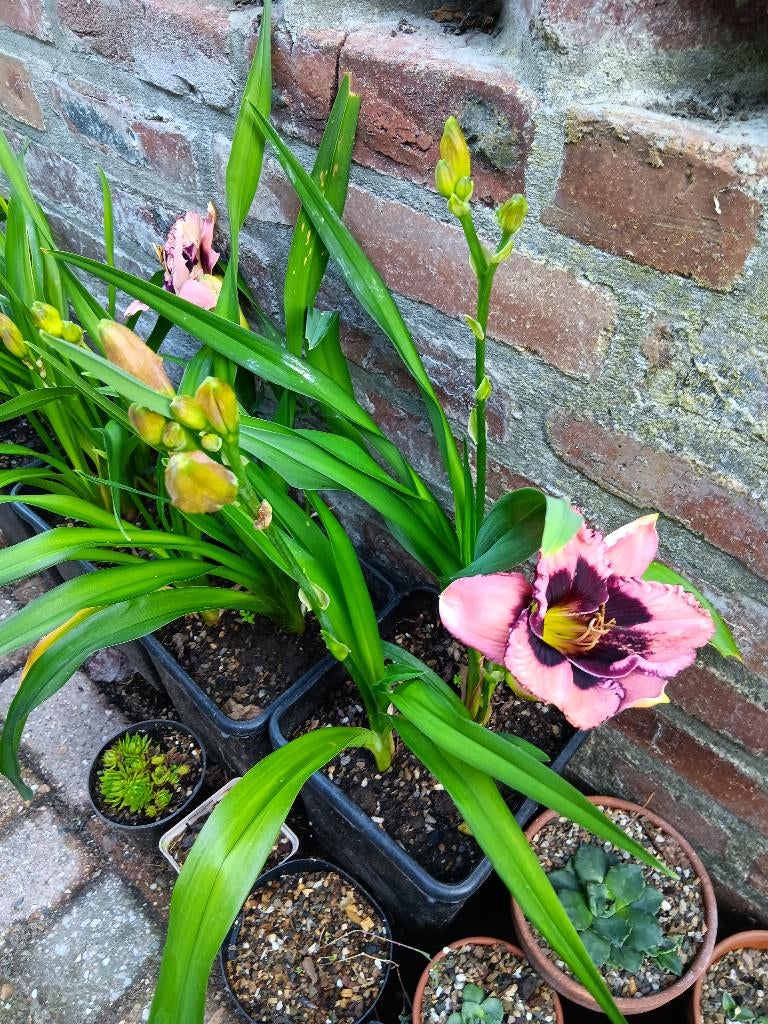 Hemerocallis Jane trimmer, Vaste plant, Halfschaduw, Zomer, Ophalen