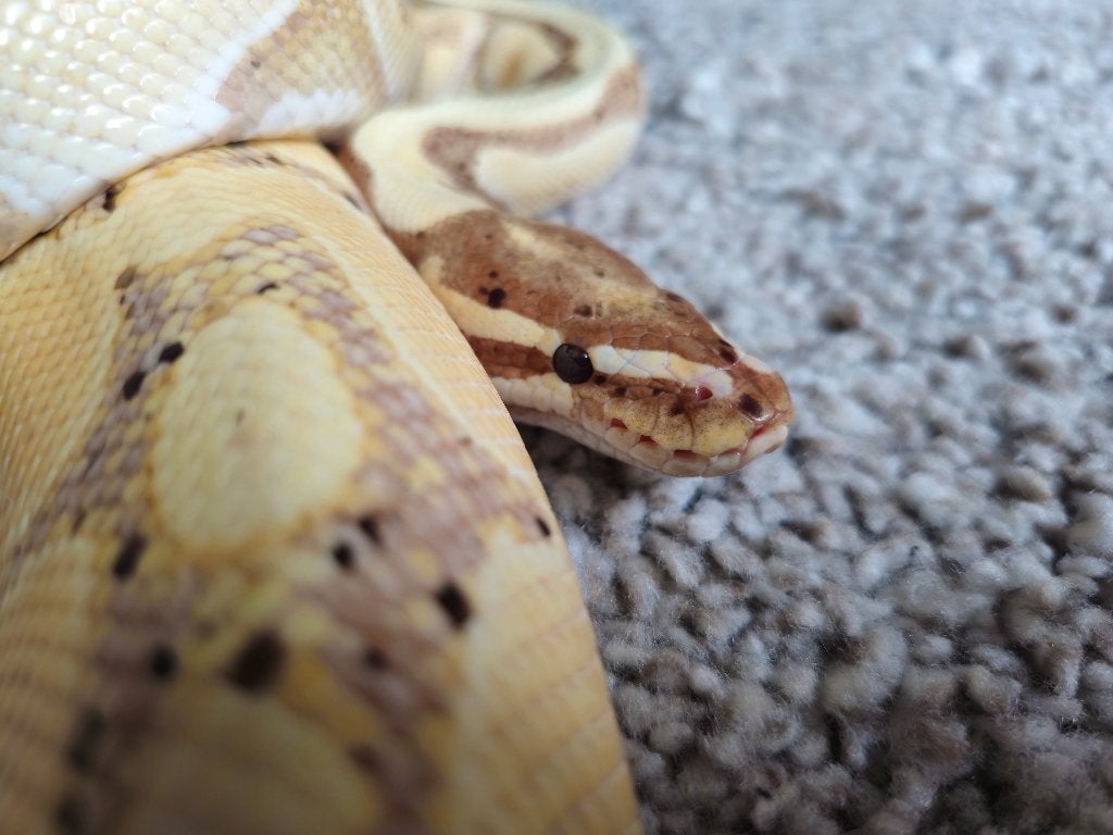 Tame koningspython, banana, python regius, Slang, Tam, 0 tot 2 jaar