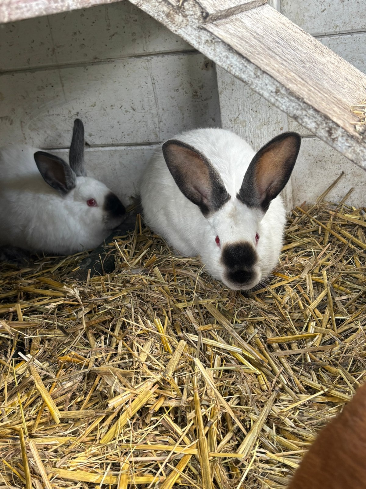 Mooie konijnen, Meerdere dieren, Groot