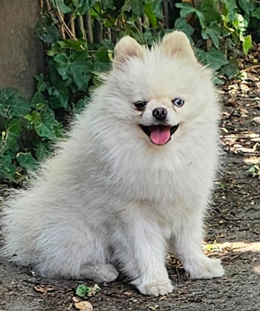 Pomeranian / dwergkees reu, Keeshond, HCC (leverziekte), Reu, 1 tot 2 jaar