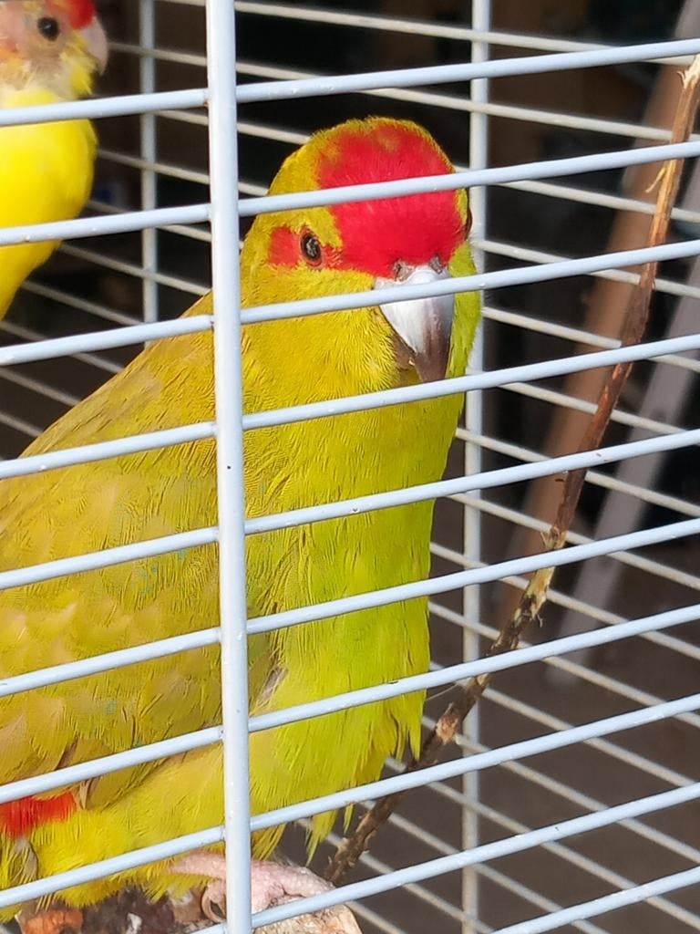 Kakariki, Dieren en Toebehoren, Vogels | Parkieten en Papegaaien, Vrouwelijk, Parkiet