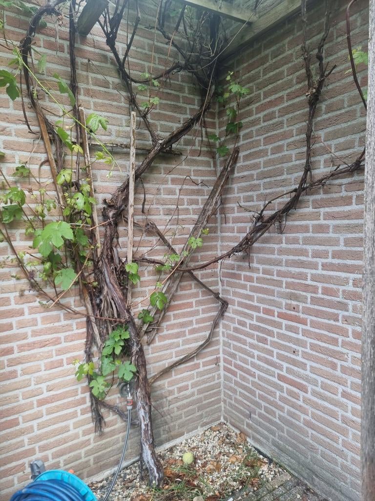 Druivenboom blauwe druif, Ophalen of Verzenden, Lente