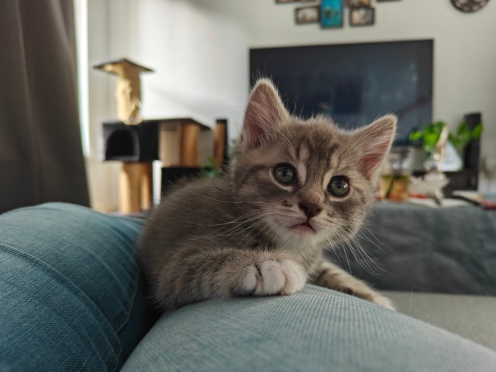 Kittens, Meerdere dieren, Kortharig, 0 tot 2 jaar