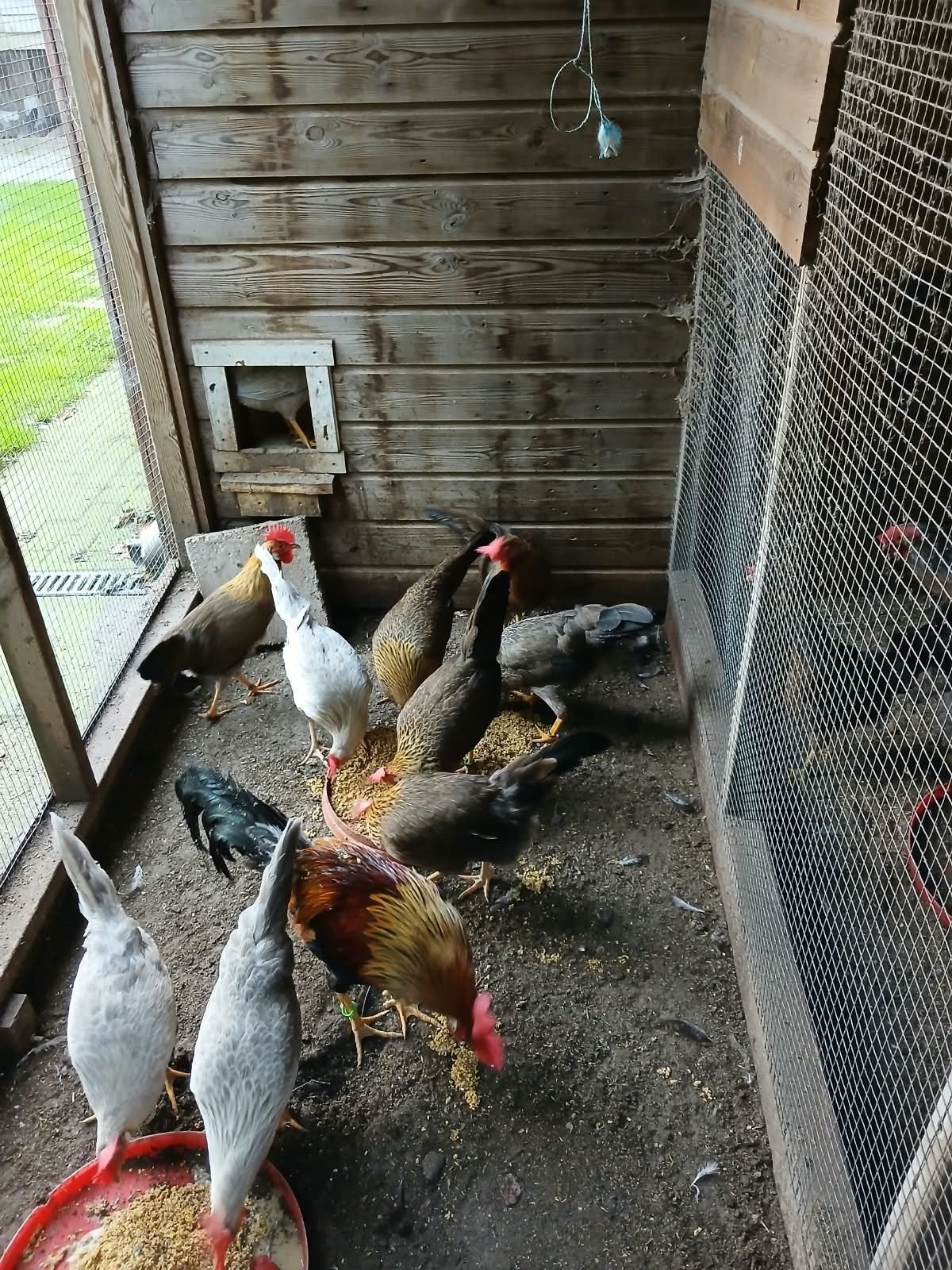 leghorn (groot), diverse kleuren, Dieren en Toebehoren, Meerdere dieren, Kip
