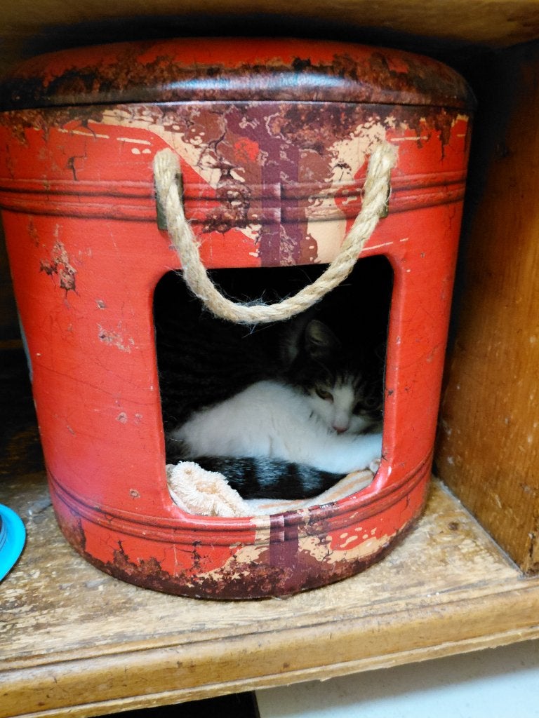 Katten Pett box, Dieren en Toebehoren, Ophalen, Zo goed als nieuw