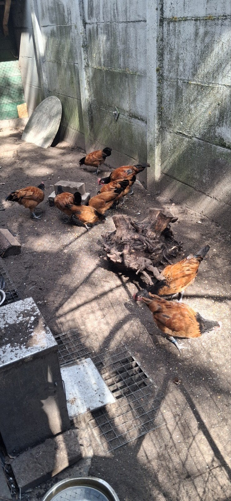 Vorwerk krielkippen kuikens, Dieren en Toebehoren