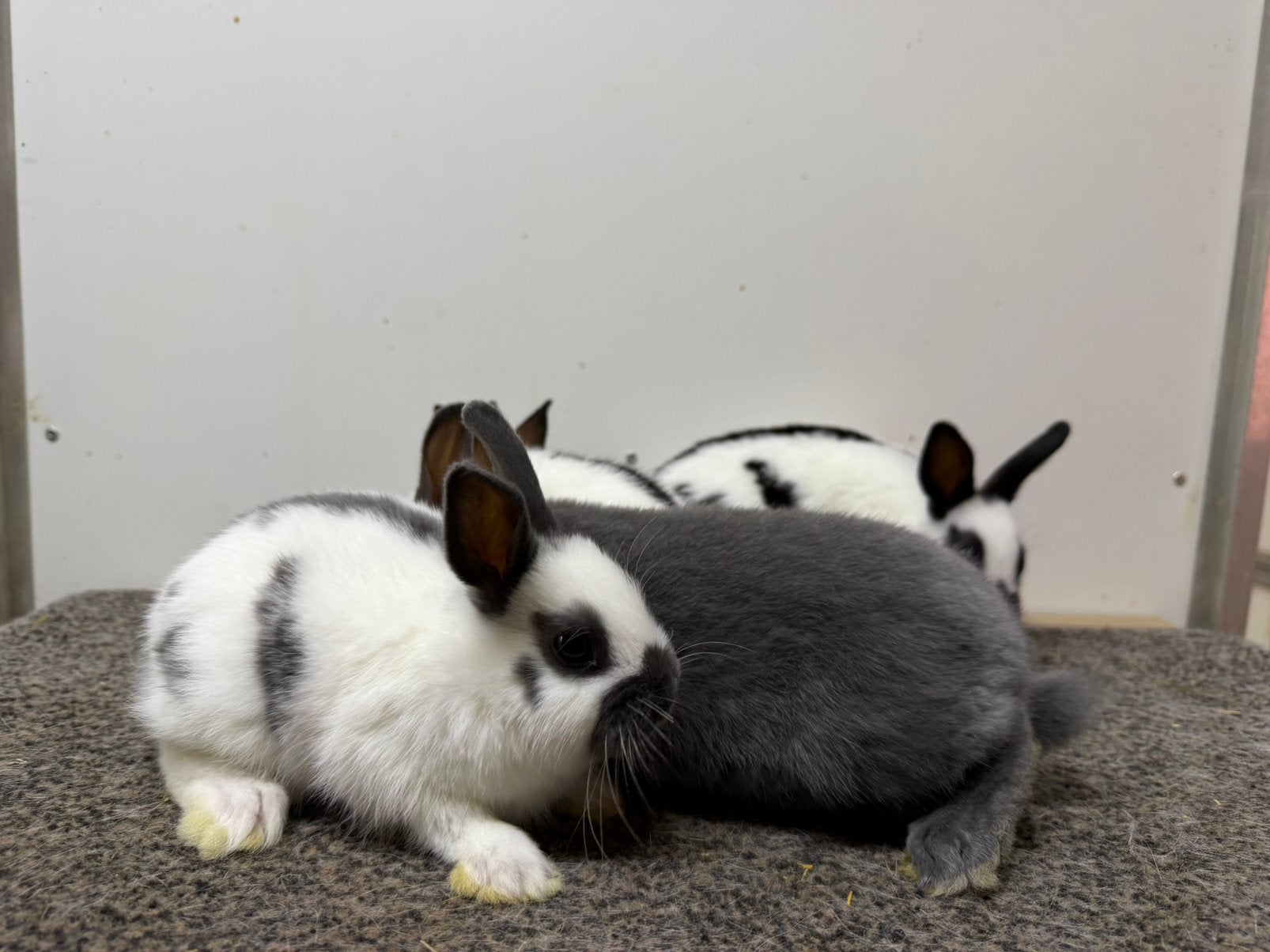 Dwergkonijntjes, Meerdere dieren, Dwerg