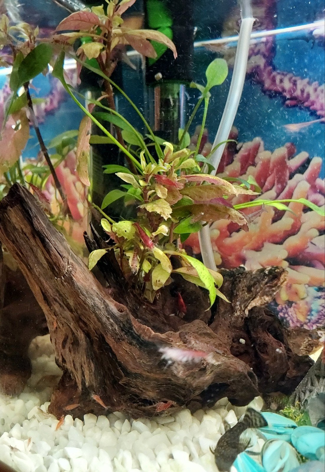 Garnalen, Dieren en Toebehoren, Ophalen, Nieuw, Plant(en), Steen of Hout