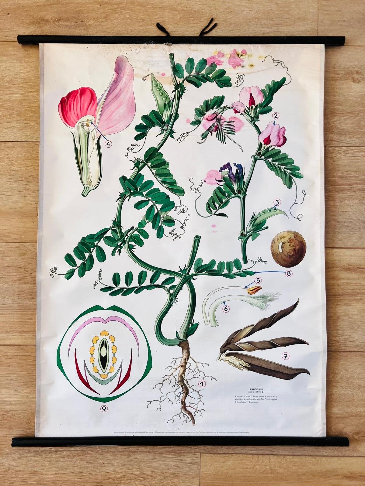 Vintage botanische schoolplaat: Lathyrus, Antiek en Kunst, Ophalen, Natuur en Biologie