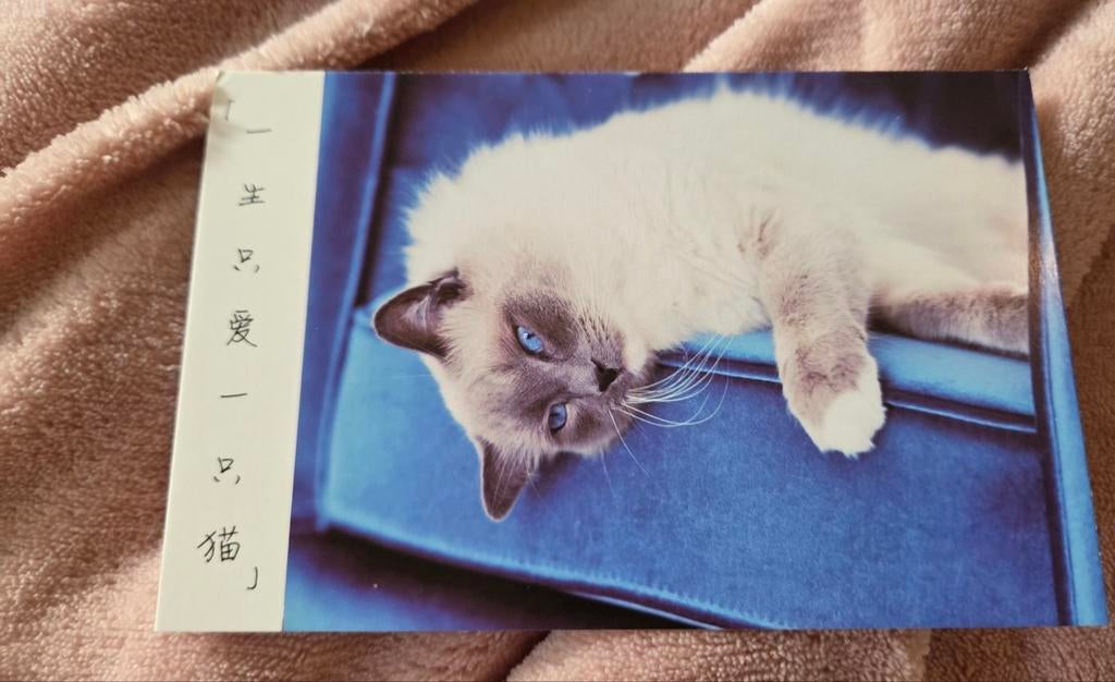 Perzisch katje ligt lekker, Verzenden, 1980 tot heden, Ongelopen, Hond of Kat