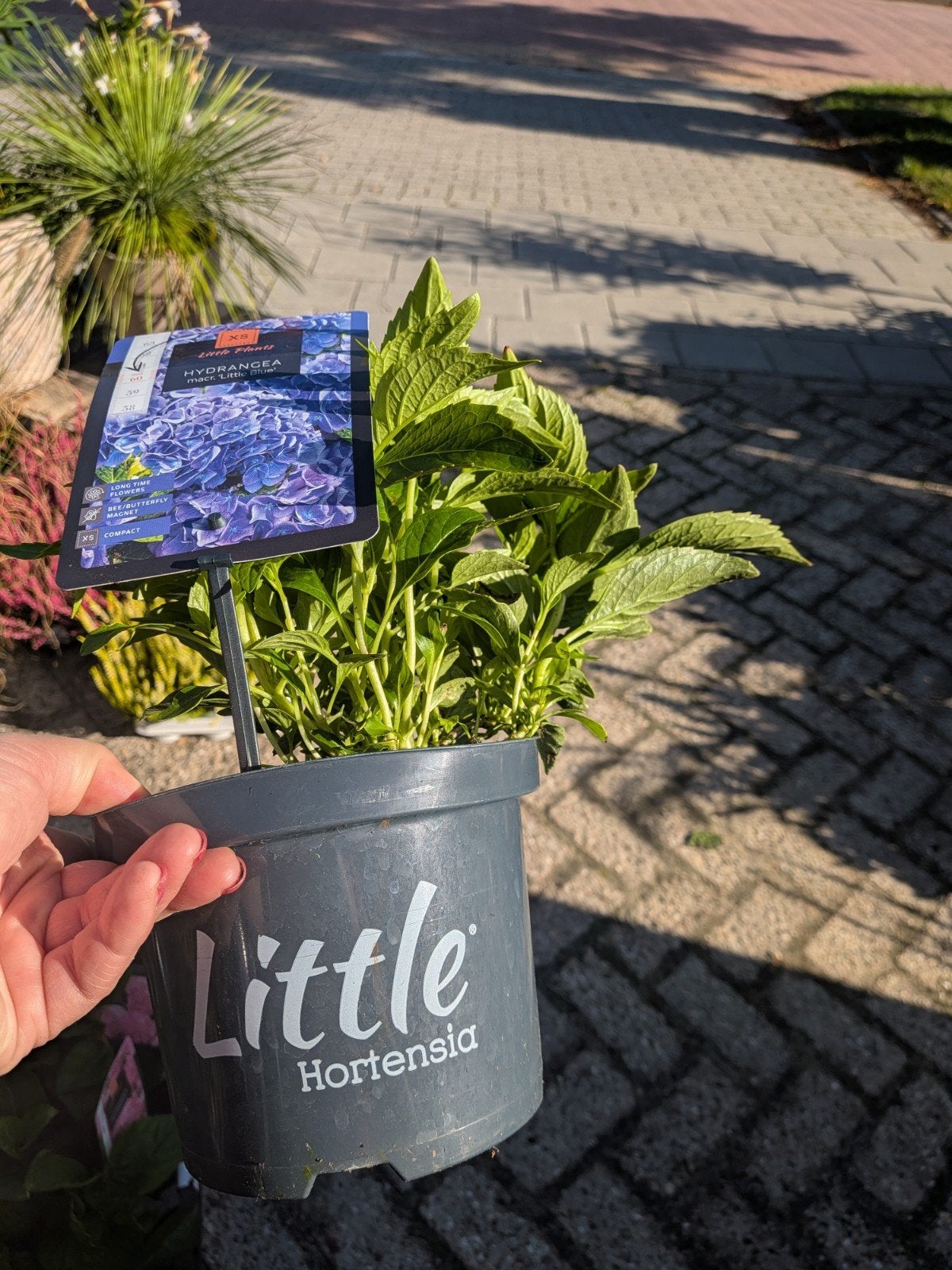 Hortensia little XS, little blue, Tuin en Terras, Vaste plant, Halfschaduw, Zomer, Ophalen