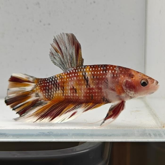 Betta splendens man 05, Vis