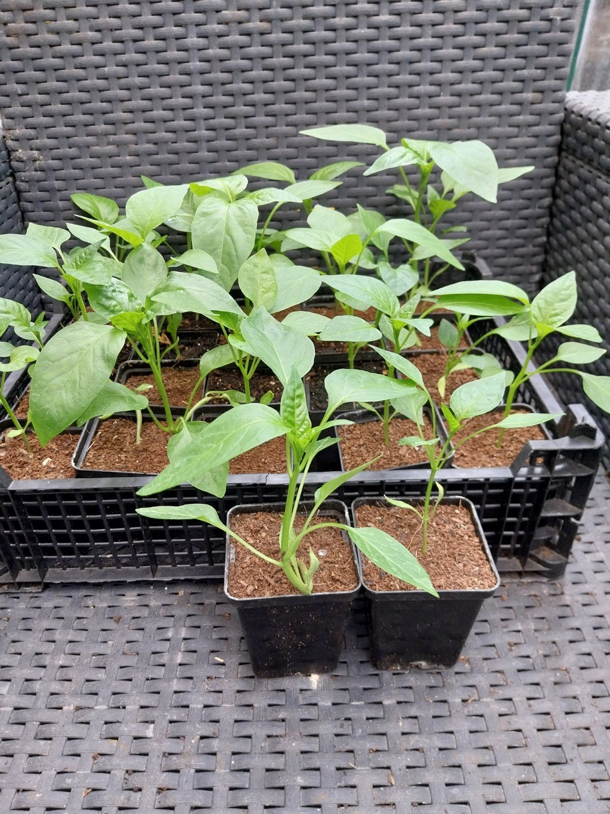 De laatste paprika planten, Tuin en Terras, Planten | Tuinplanten, Ophalen, Eenjarig, Groenteplanten, Volle zon