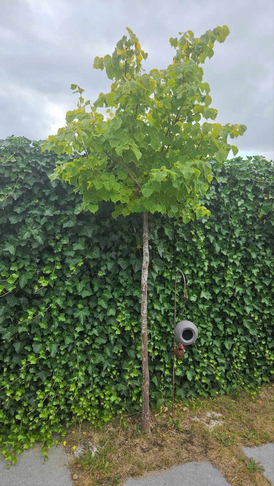 Jonge Zomerlinde (Tilia platyphyllos), Ophalen, Volle zon, Bolboom, 250 tot 400 cm