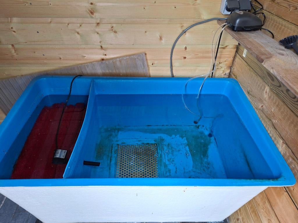 Vijver bak, Dieren en Toebehoren, Karper of Koi