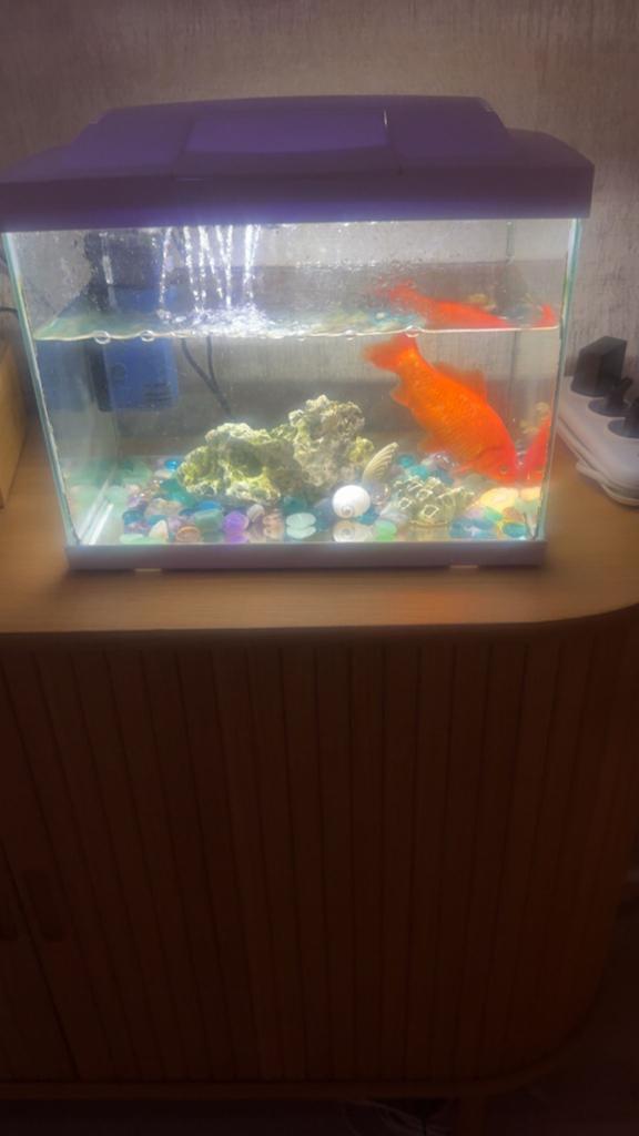 Vis met aguaria, Dieren en Toebehoren, Ophalen of Verzenden, Zo goed als nieuw, Leeg aquarium