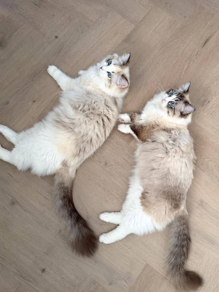 twee ragdol zusjes 1 jaar oud, Dieren en Toebehoren, Katten en Kittens | Raskatten | Langhaar, Poes, Gechipt, 0 tot 2 jaar
