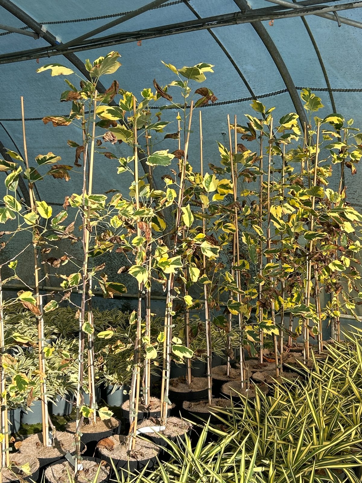 Liriodendron tulipifera 'Snowbird' - Tulpenboom, Tuin en Terras, Ophalen, In pot, Overige soorten, 100 tot 250 cm