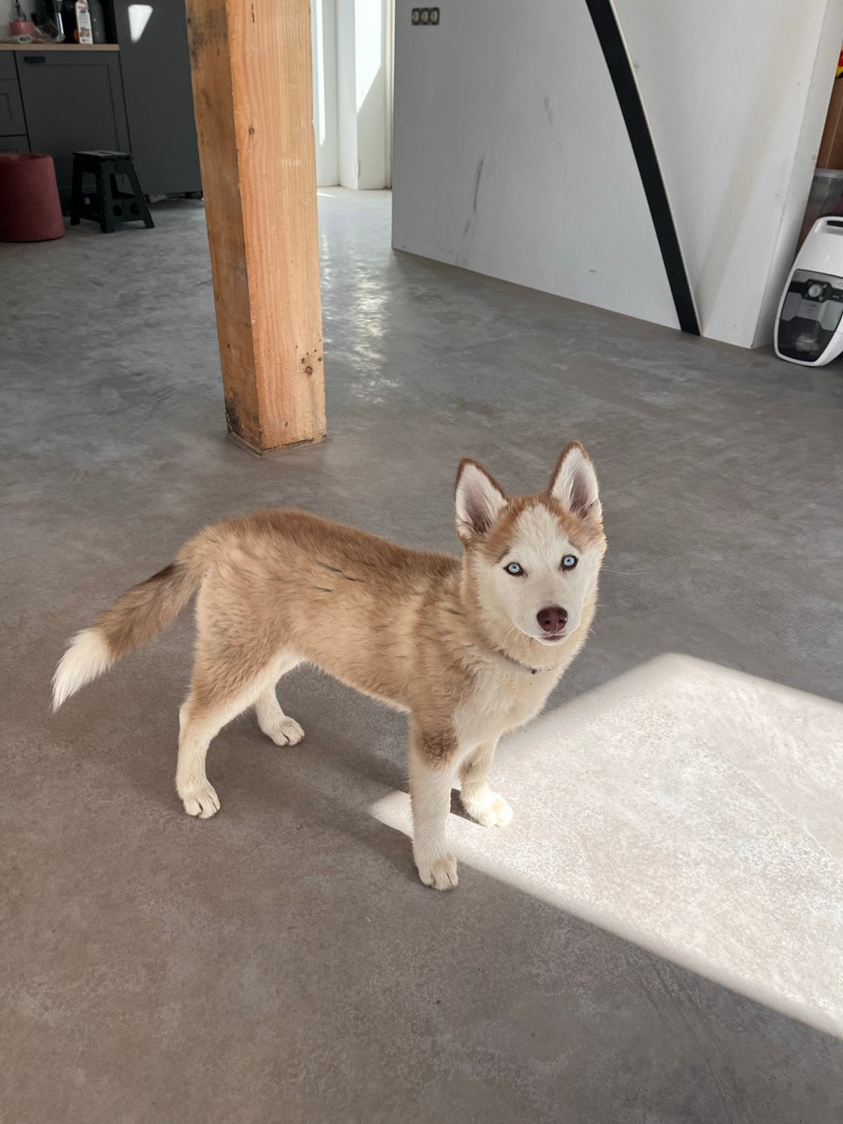 Teddy zoekt een nieuw baasje, Dieren en Toebehoren, Overige rassen, 8 tot 15 weken, Teef, Eén hond