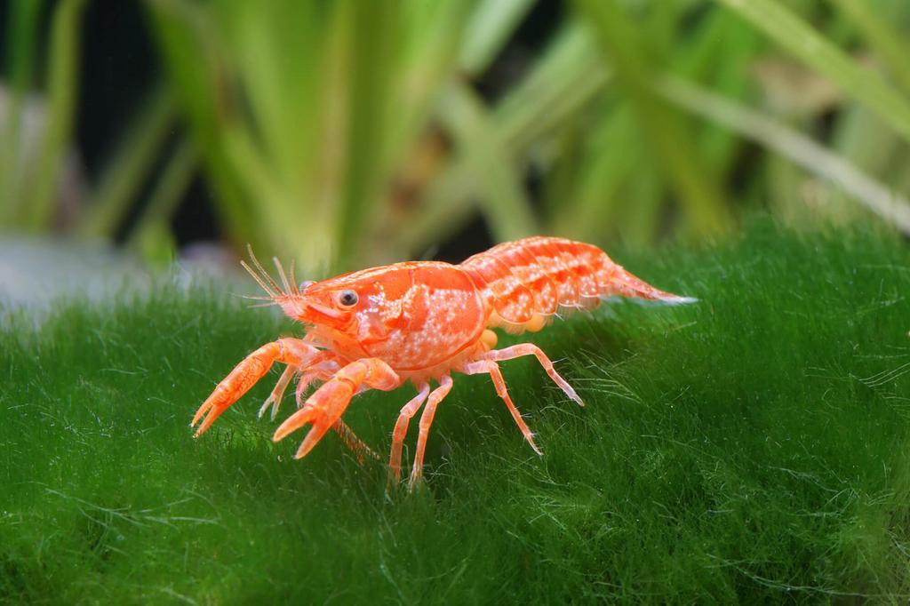 Cpo dwergkreeft, Dieren en Toebehoren, Vissen | Aquariumvissen, Kreeft, Krab of Garnaal