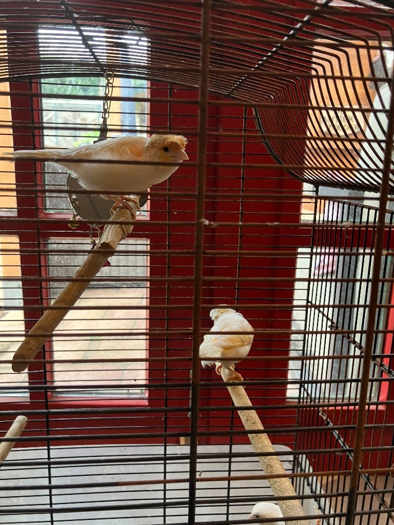 Kanaries, Meerdere dieren, Kleurkanarie