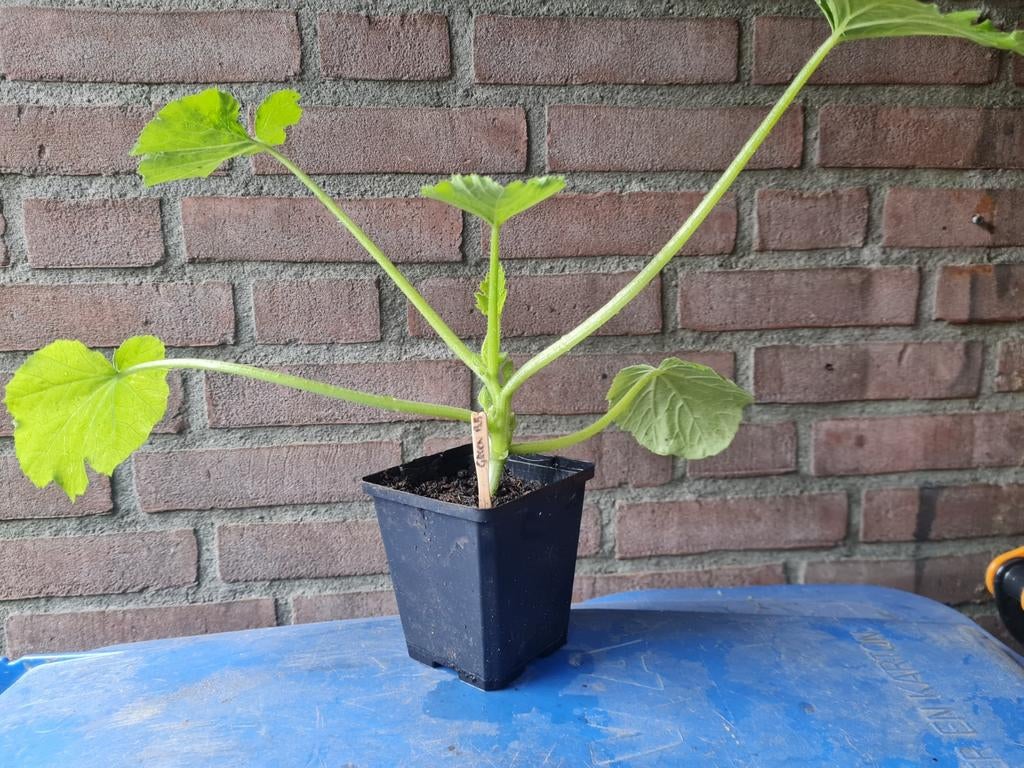 Courgette 2 soorten, Ophalen, Minder dan 100 cm, Overige soorten, Zomer