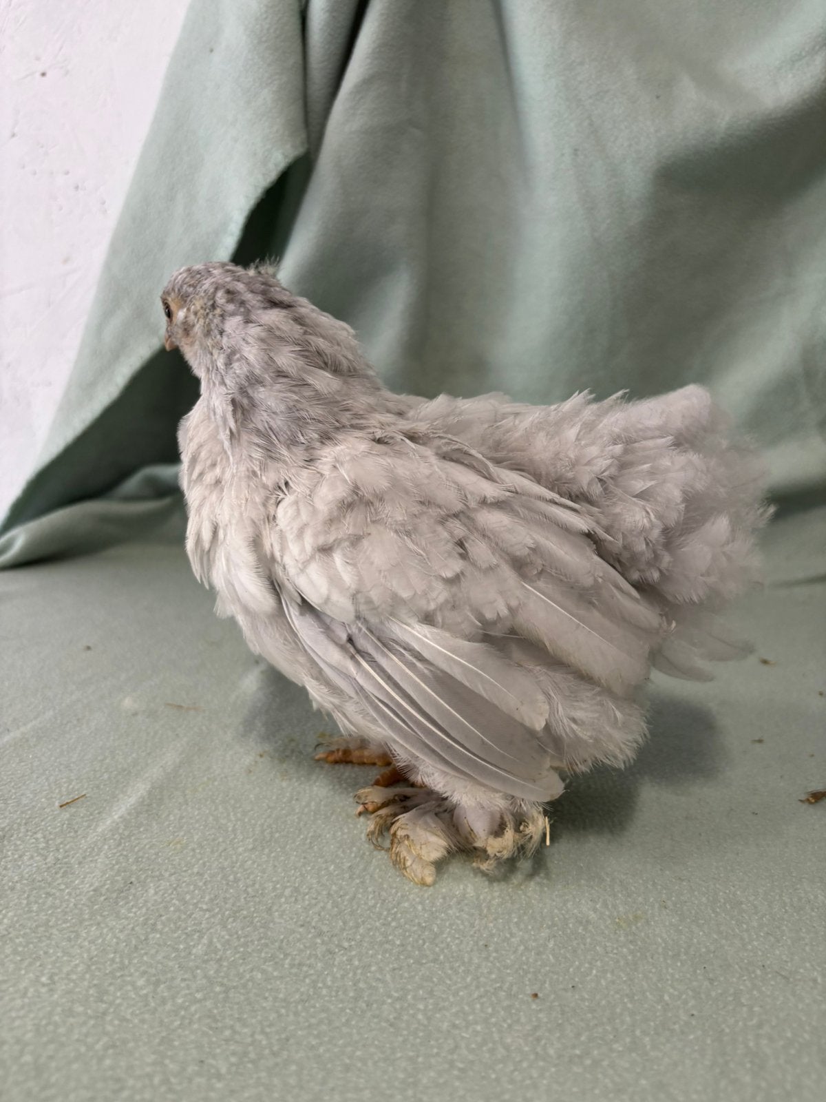 Cochin kriel hen en USA Zijdehoen, Vrouwelijk, Kip
