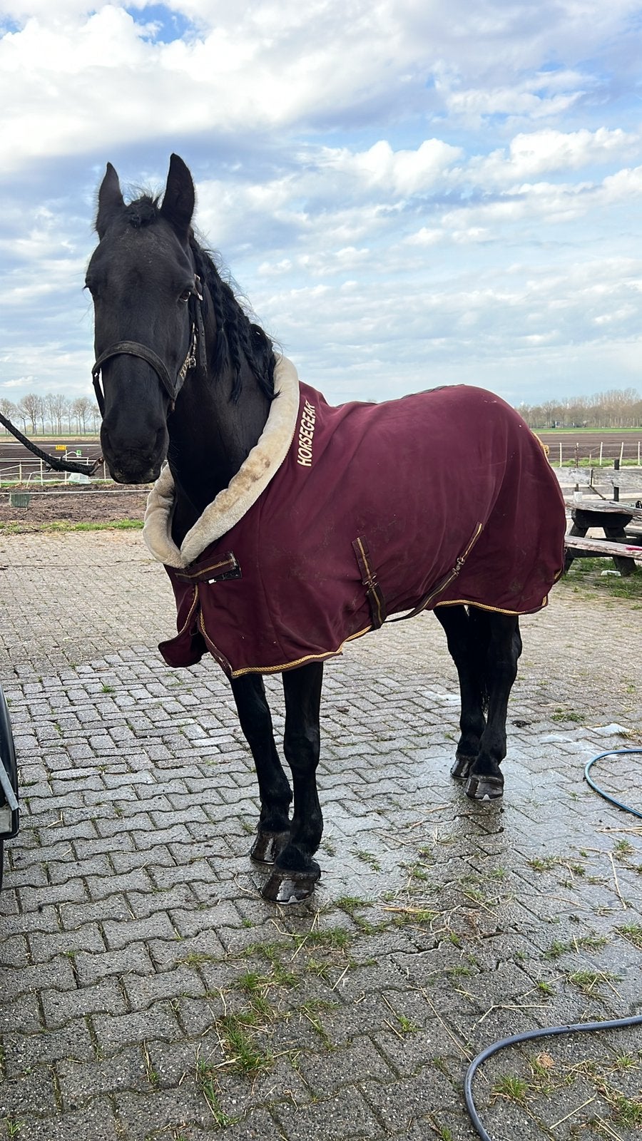Friese merrie, Dieren en Toebehoren, Merrie, Dressuurpony, 0 tot 2 jaar, A pony (tot 1.17m)