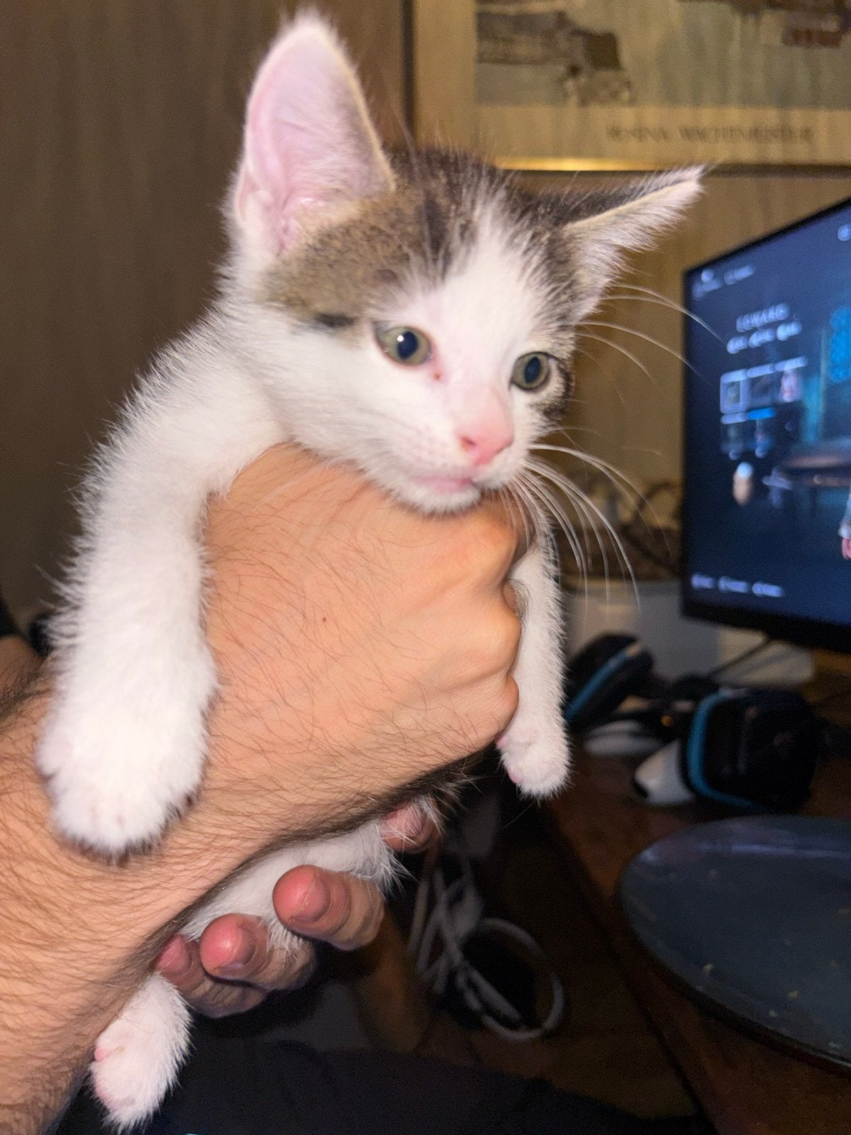 2 mooie kittens te koop ! Zie beschrijving!, Dieren en Toebehoren, Katten en Kittens | Overige Katten, Kater, Kortharig, 0 tot 2 jaar