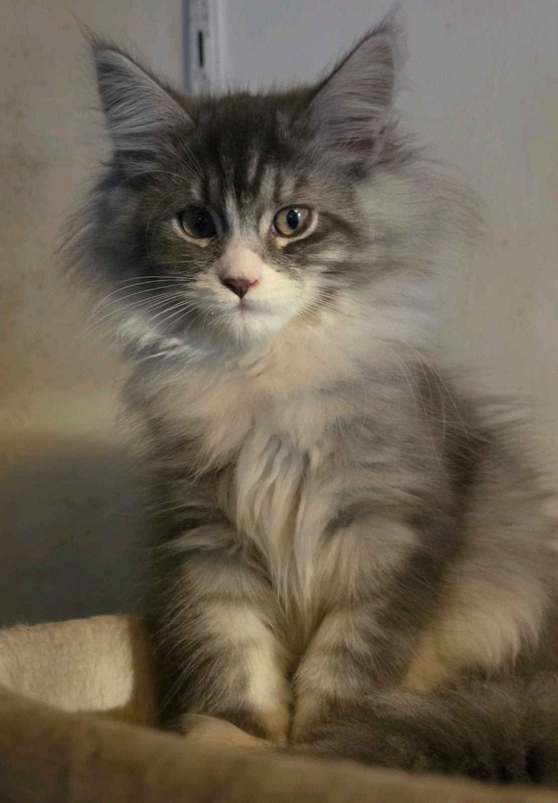 5 prachtige kittens kruising maine coon / Siberische kat, Meerdere dieren, Met stamboom, 0 tot 2 jaar