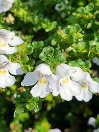 Bodembedekker. Prostanthera cuneata. Amerikaanse munt P9, Bodembedekkers, Volle zon, Vaste plant, Ophalen of Verzenden