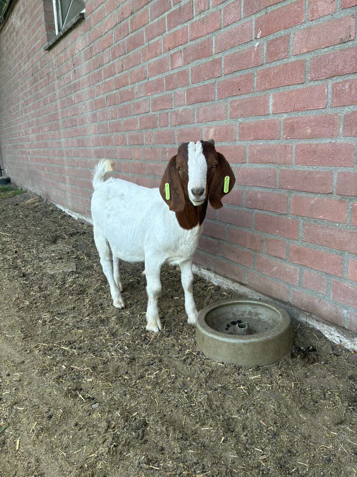 Boerbok te koop, Dieren en Toebehoren, Mannelijk, Geit, 0 tot 2 jaar