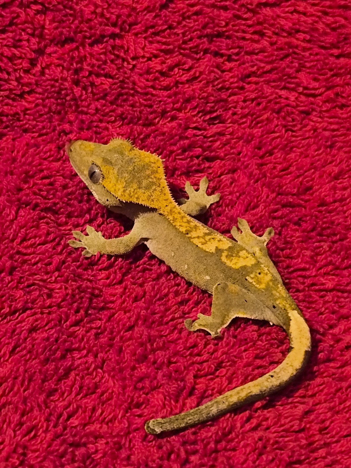 wimper gekko BJ Crested Gecko photo 2