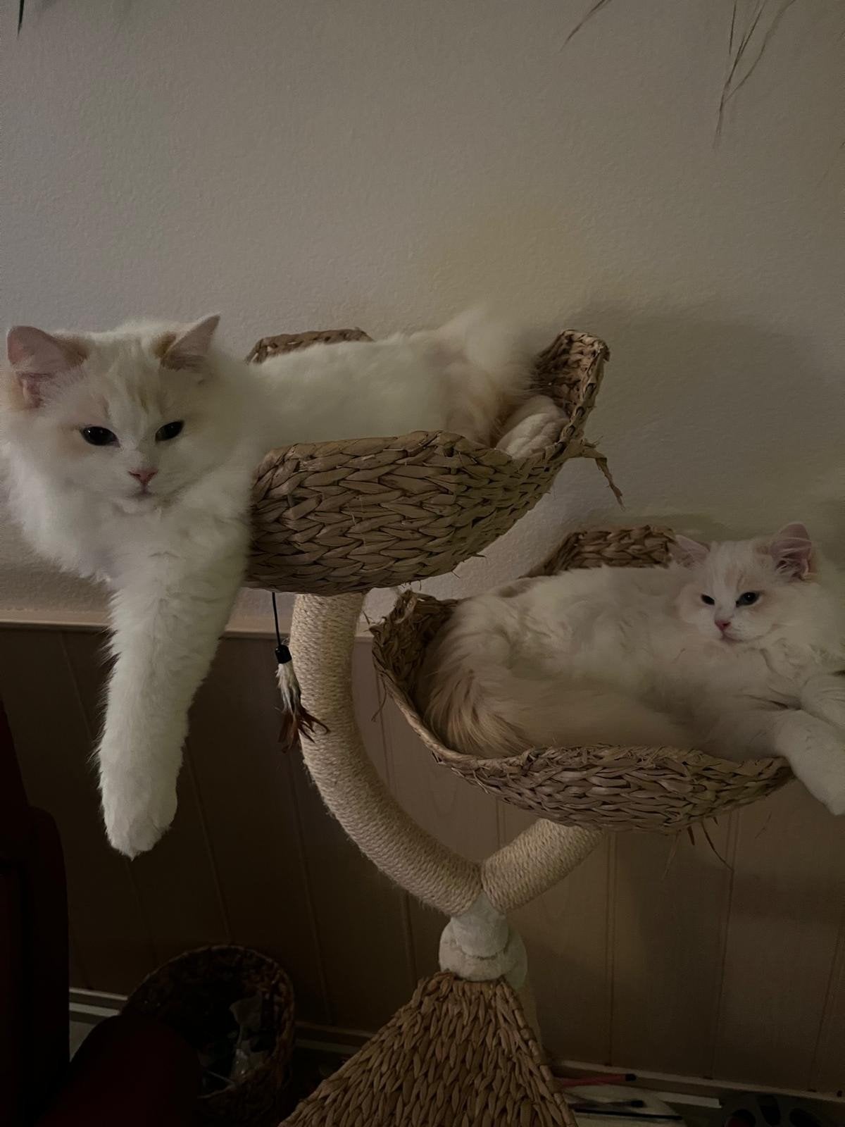 2 ontzettend lieve ragdoll broers met stamboom, Kater, Met stamboom, 0 tot 2 jaar